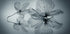 Ephemeral Beauty - Posterbox
