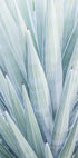 Azure Agave Dance - Posterbox