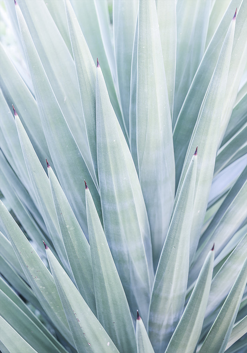 Azure Agave Dance - Posterbox