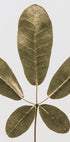 Five Leaf Harmony - Posterbox