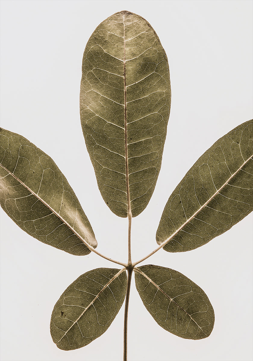 Five Leaf Harmony - Posterbox