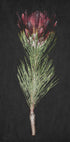 Protea Serenity Plakat - Posterbox