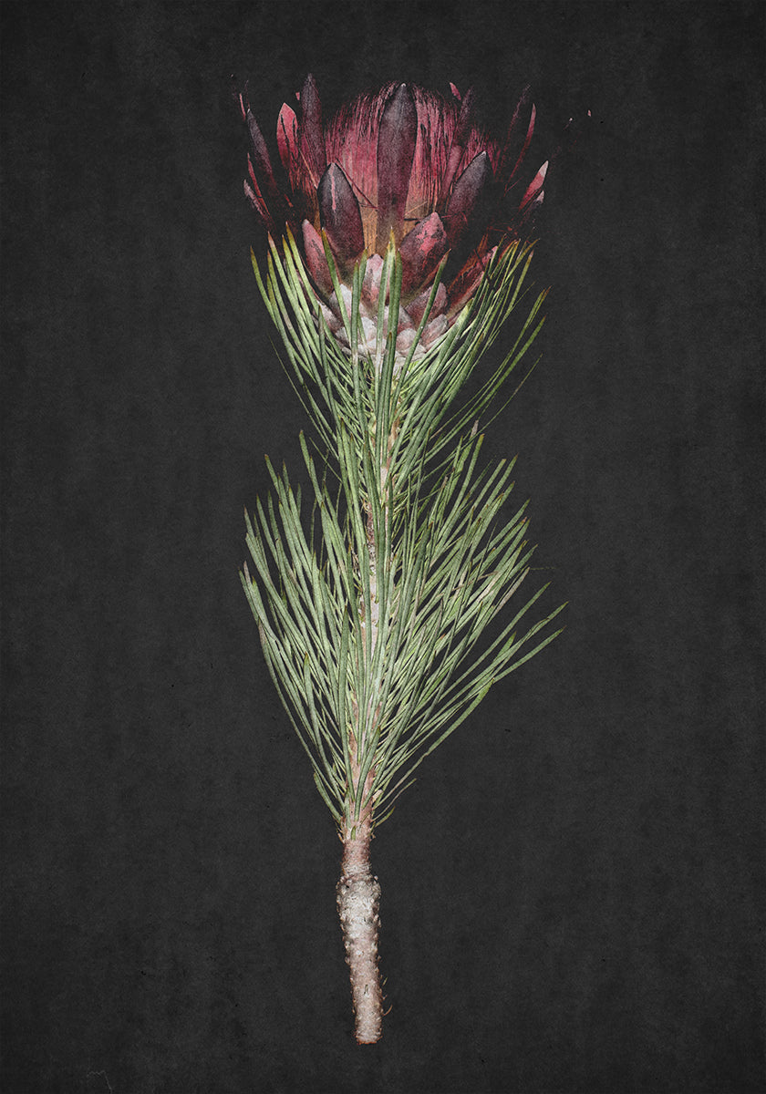 Protea Serenity Plakat - Posterbox