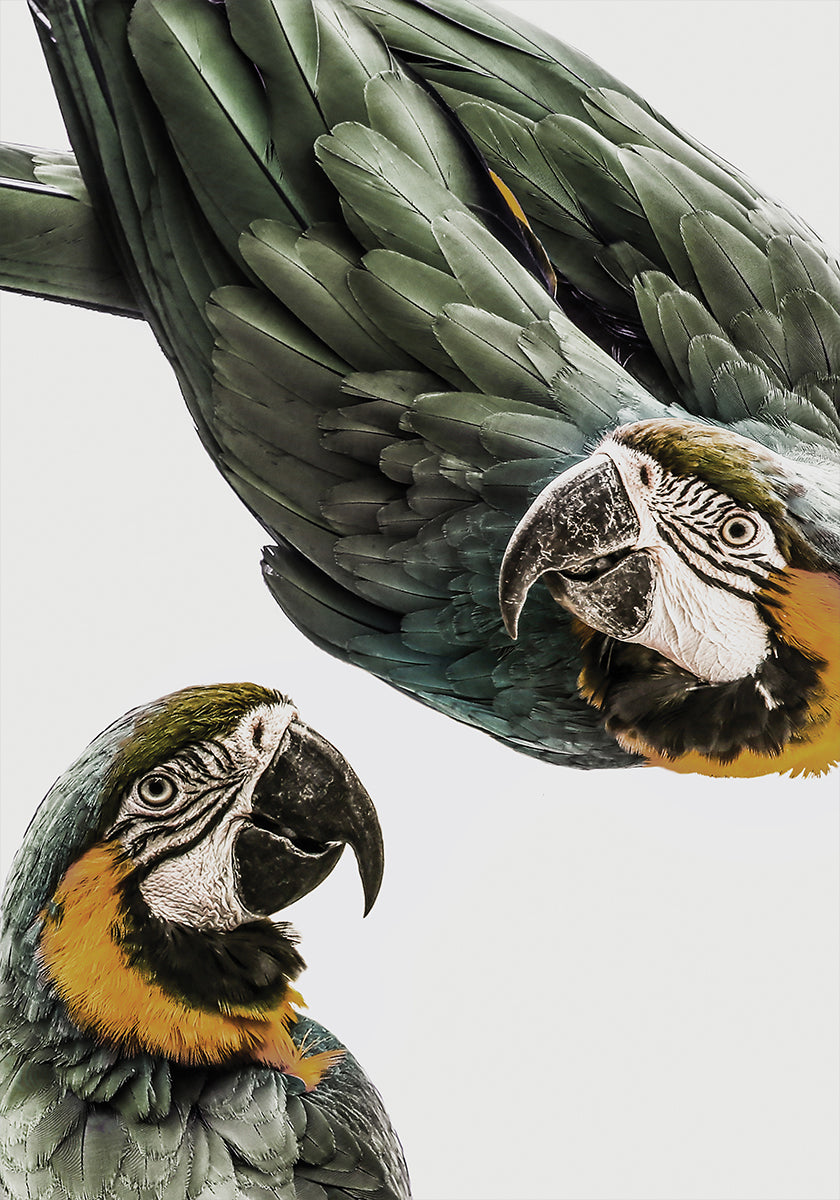Vibrant Parrot Duo - Posterbox