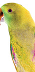 Vibrant Parrot Profile - Posterbox