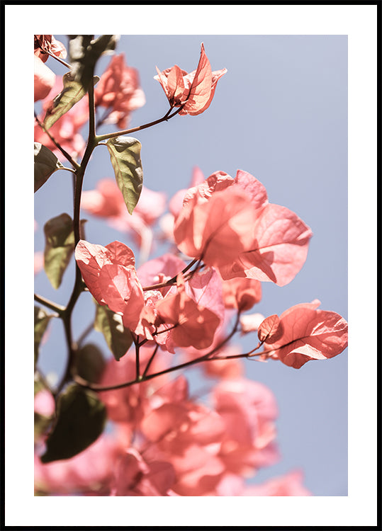 Blossoms in Breeze (NEW) - Posterbox