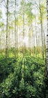 Birch Grove vertical - Posterbox