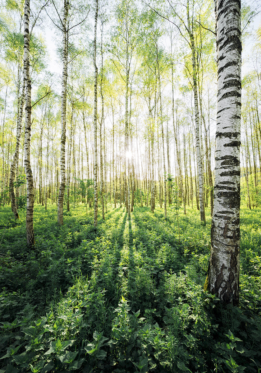 Birch Grove vertical - Posterbox