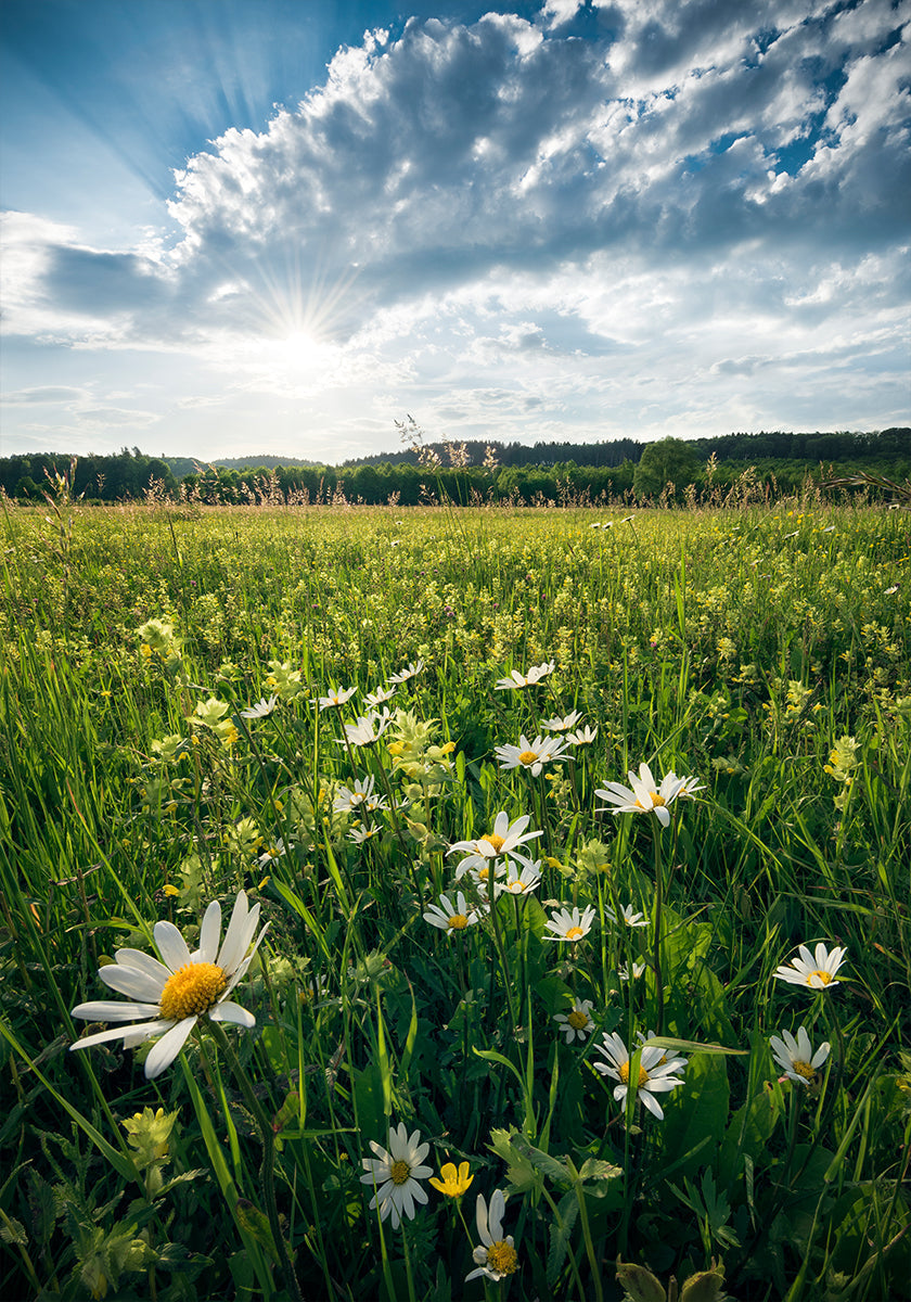 Flowering Meadow - Posterbox