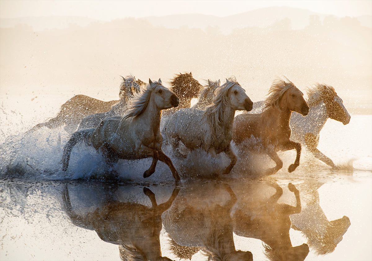 Horses Plakat - Posterbox