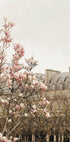 Parismagnoliaii Ratioiso (NEW) - Posterbox