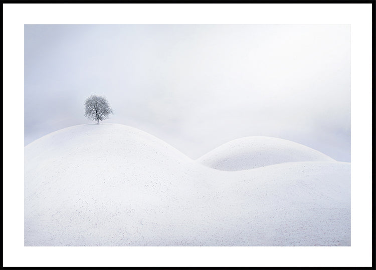 Lone Tree on Winter Dunes Plakat - Posterbox