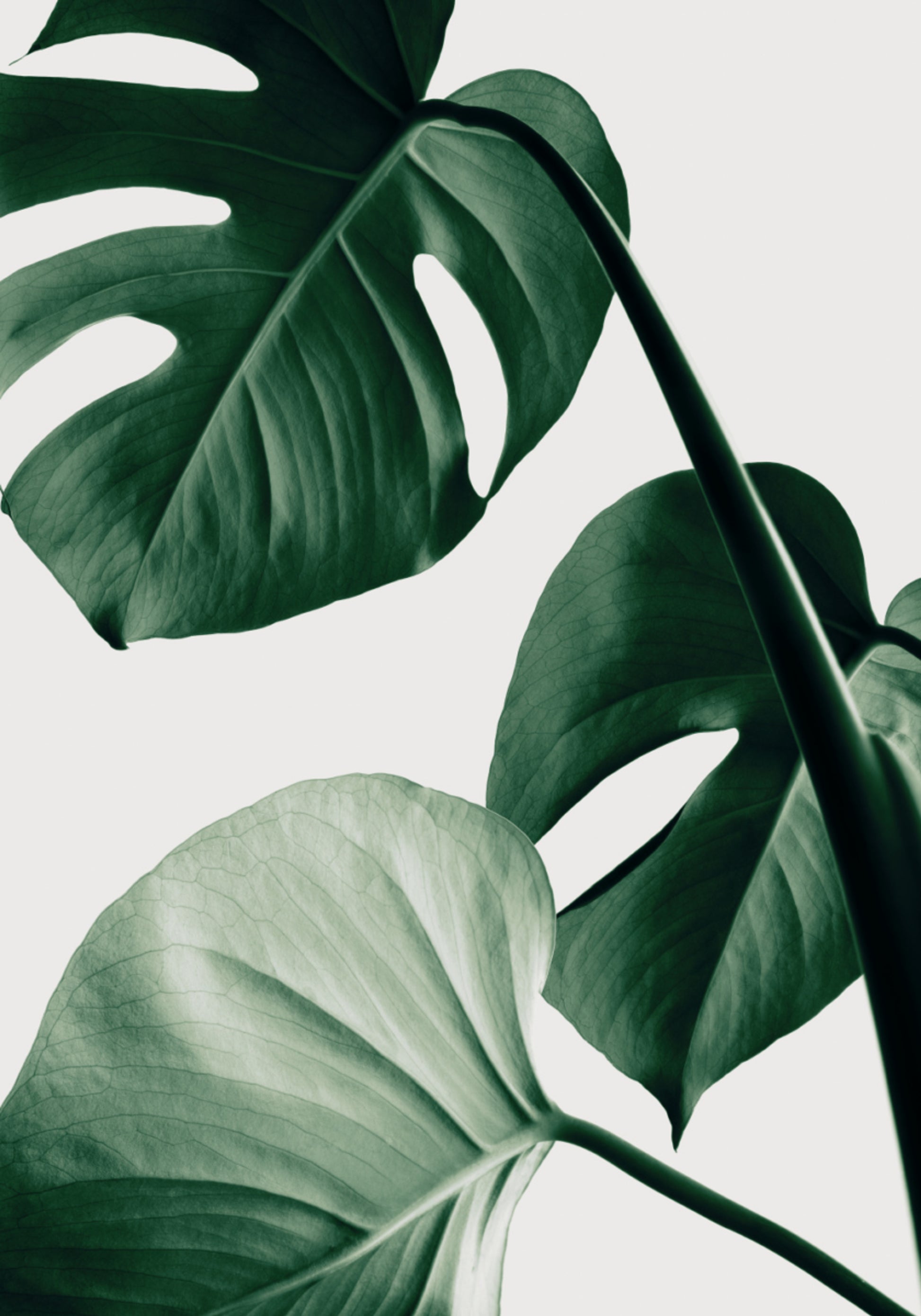Üppige Monstera-Blätter