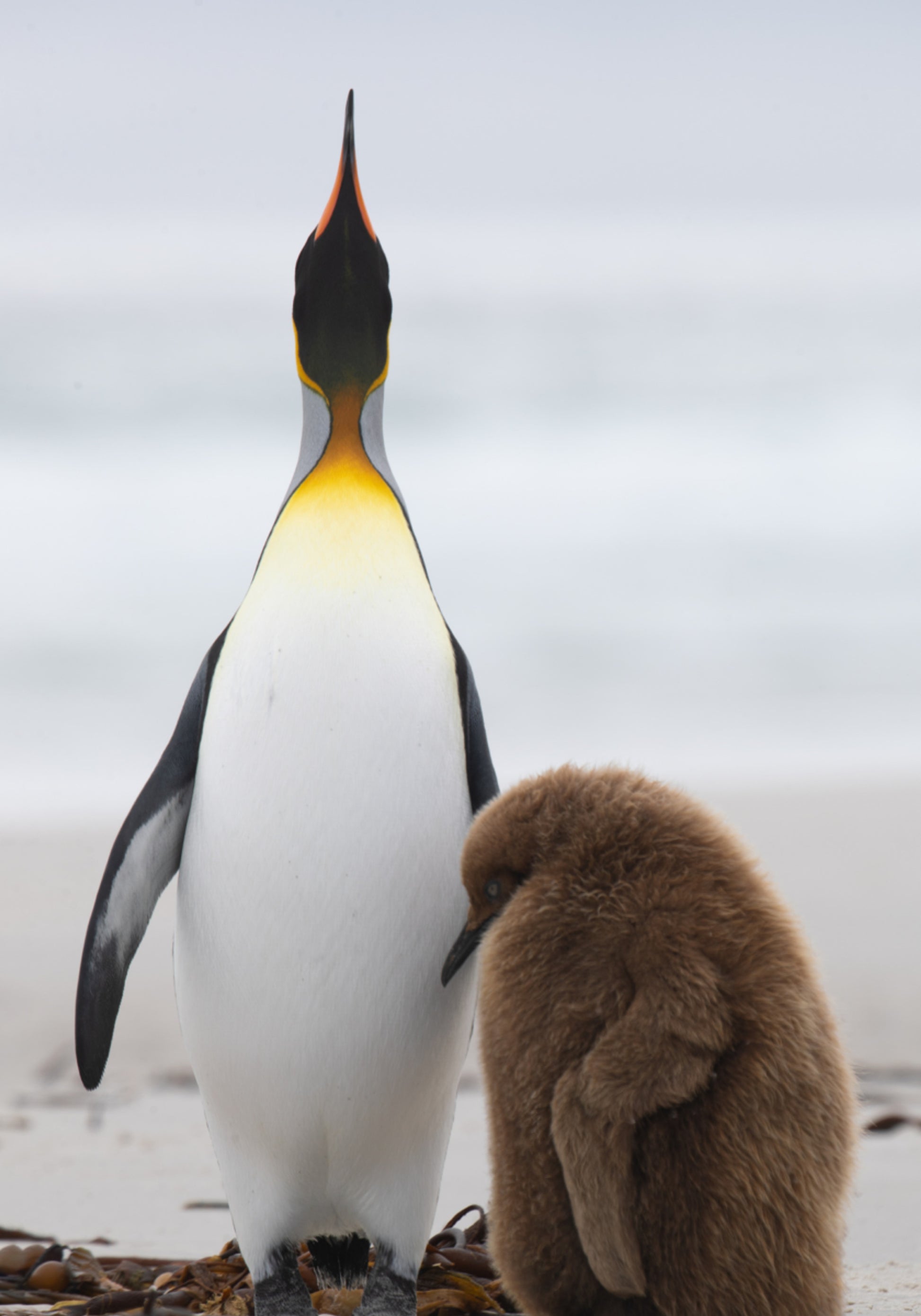 Pinguinfamilie am Strand