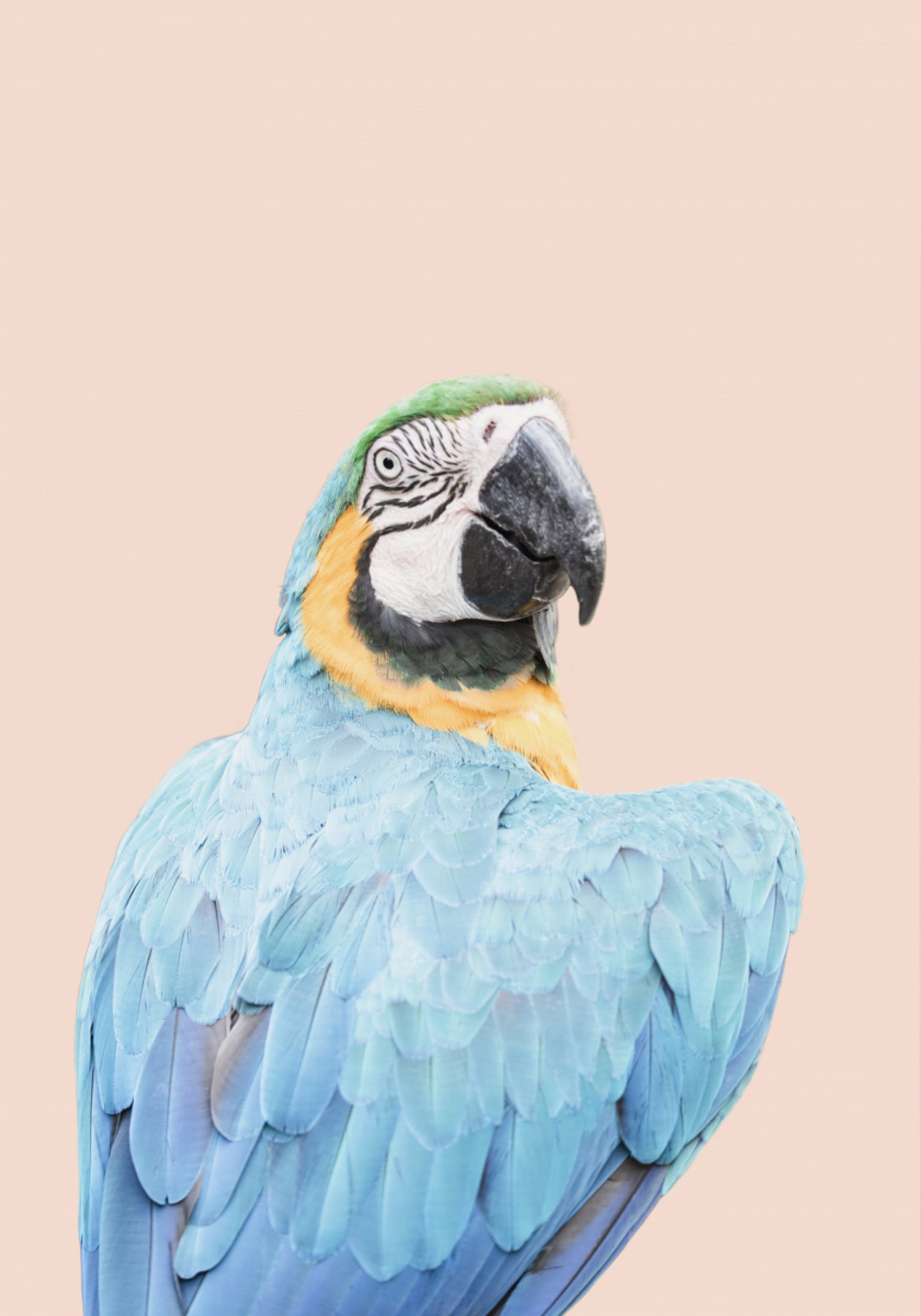 Blauer Ara