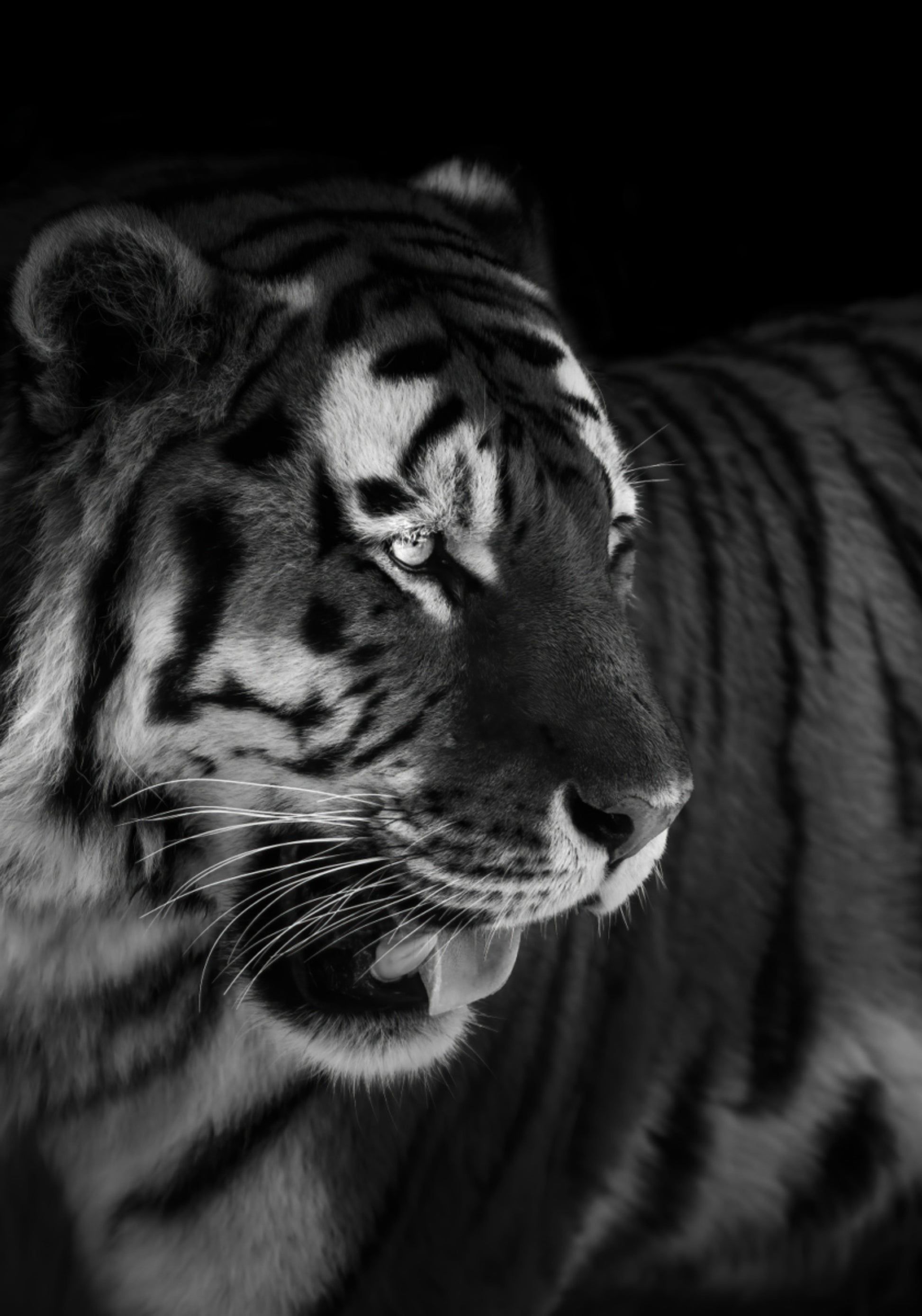 Wildes Tigerporträt