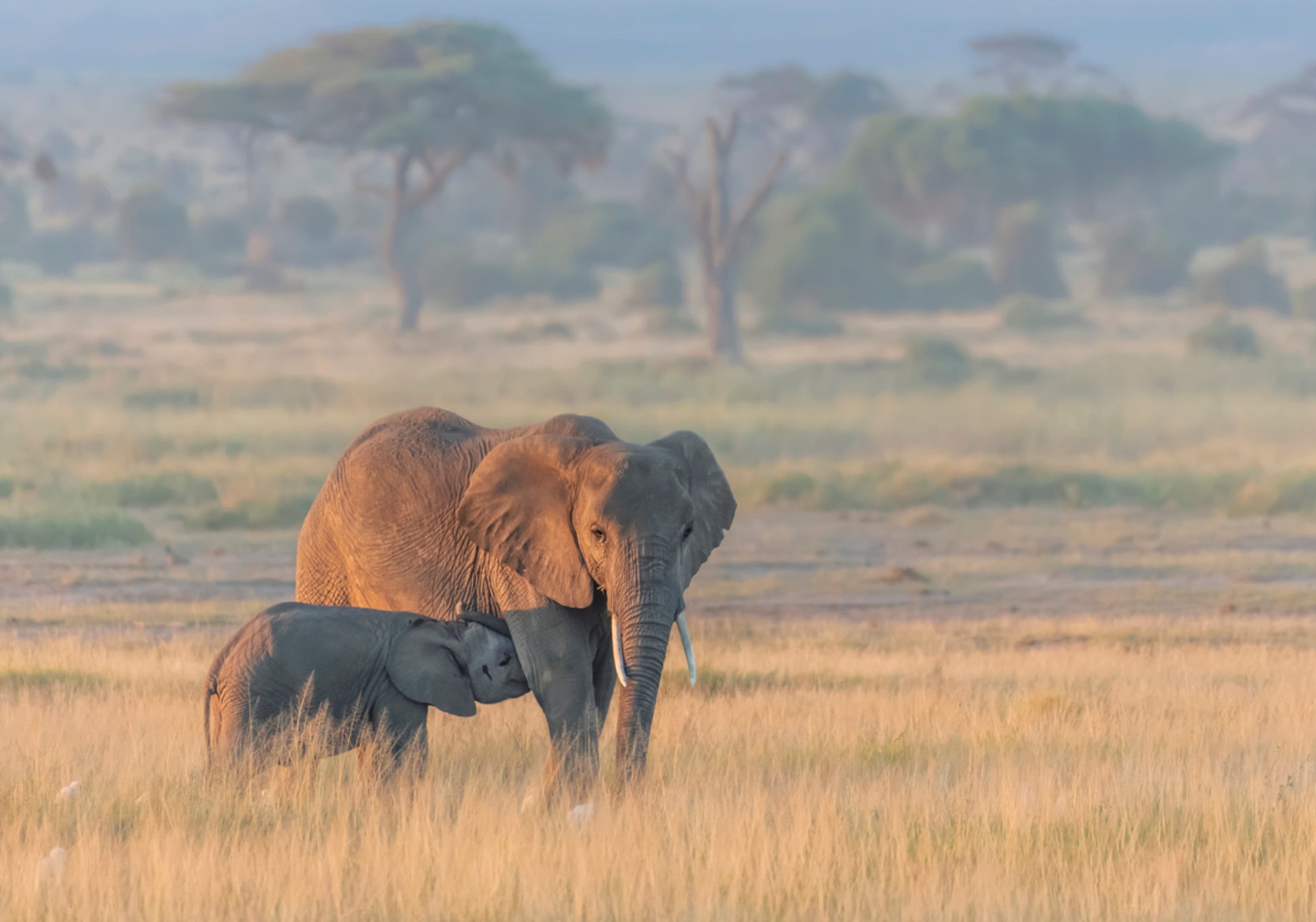 Afrikanisches Elefantenmutterkalb