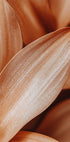 Amber Petal Elegance - Posterbox