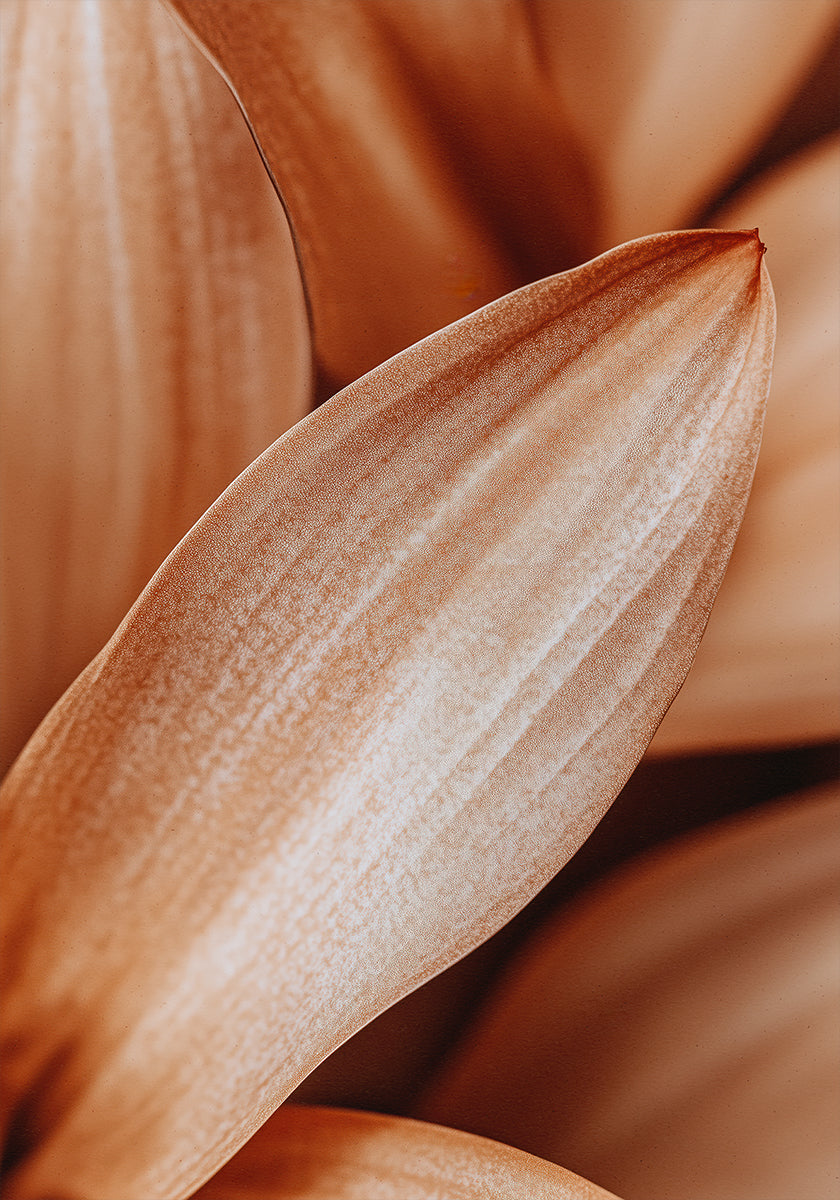 Amber Petal Elegance - Posterbox