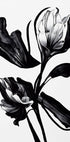 Black Flower - Posterbox
