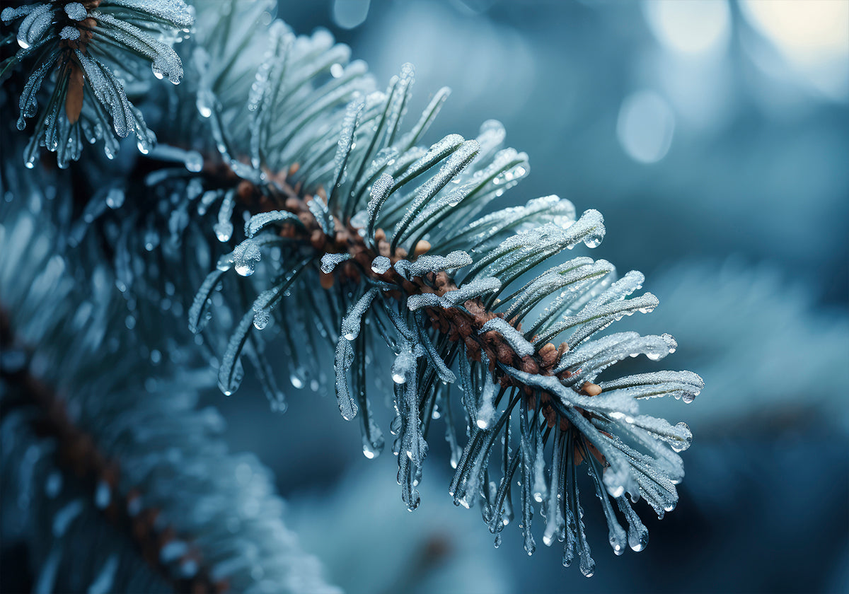 Frost-Kissed Pine Plakat - Posterbox