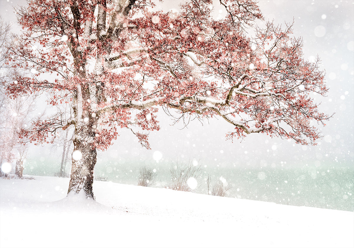 Snow at the lake Plakat - Posterbox