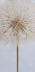 Delicate Dandelion - Posterbox