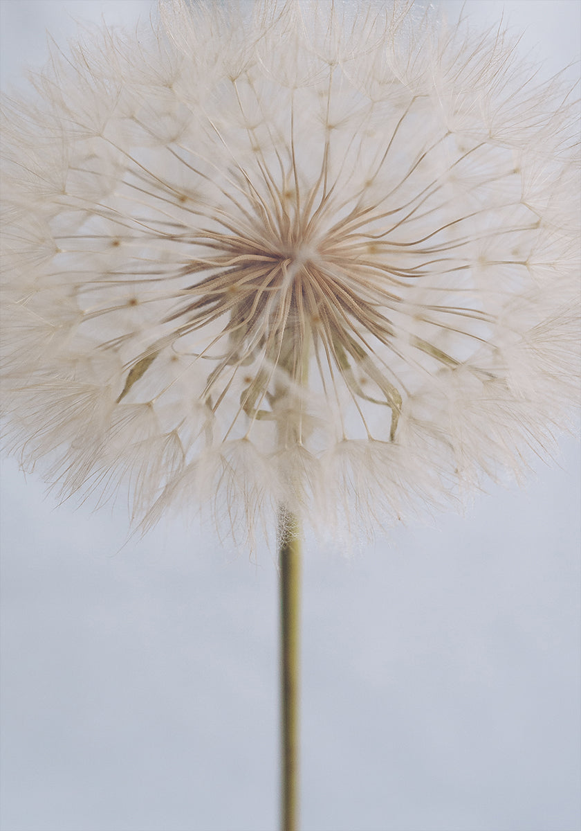Delicate Dandelion - Posterbox