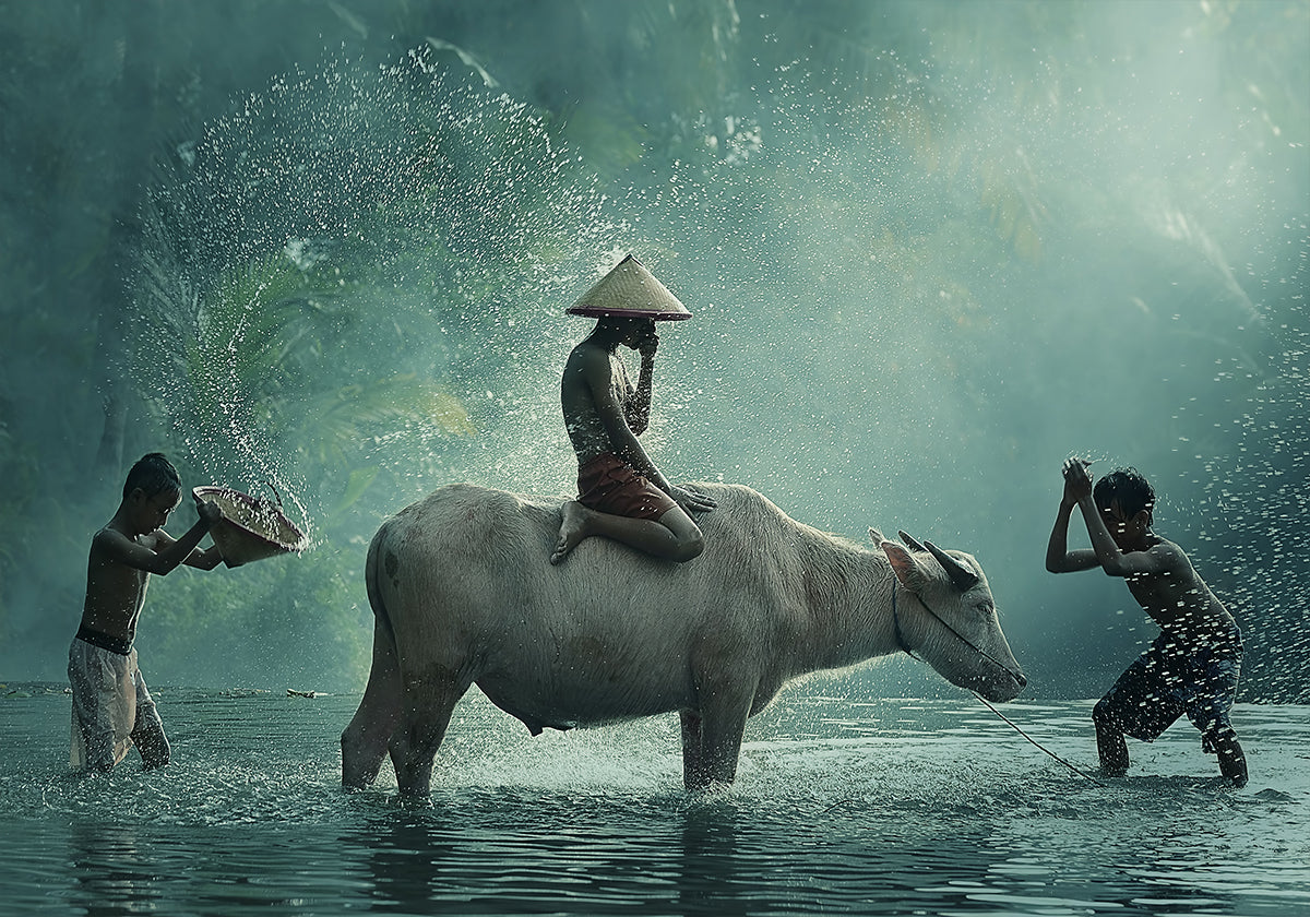 Water Buffalo - Posterbox
