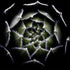 Sempervivum Rosette Plakat - Posterbox