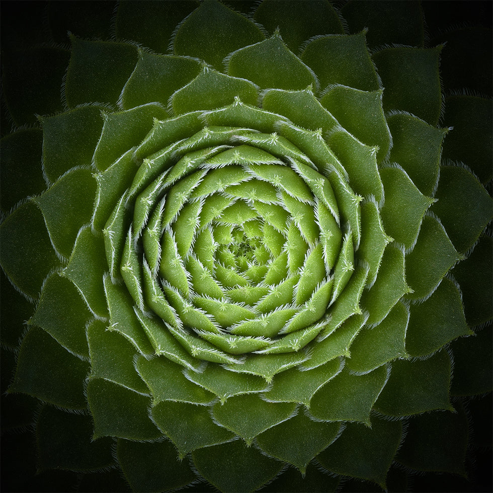 Succulent Plakat - Posterbox