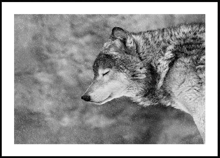 Let it snow - Posterbox