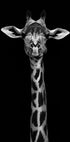 Giraffe Portrait Plakat - Posterbox