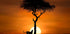Cheetah at dawn (NEW) - Posterbox