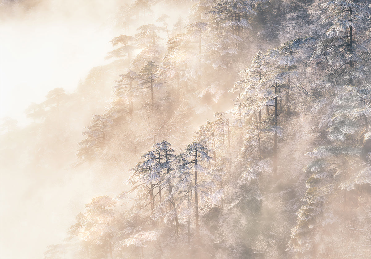 Pinus taiwanensis in the clouds. Plakat - Posterbox