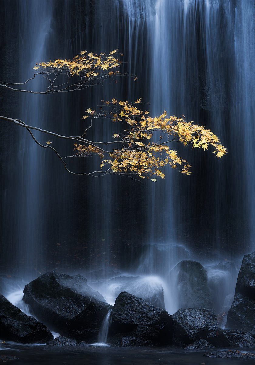 Yellow Autumn - Posterbox